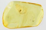Fossil Wingless Scale Insect (Coccoidea) in Baltic Amber #315527-1